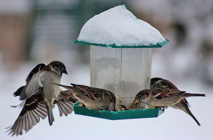 bird feeder